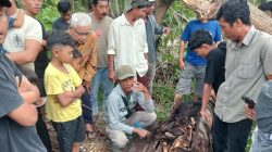Geger! Penemuan Kerangka Manusia di Dalam Pohon Aren Tumbang Guncang Serdang Bedagai