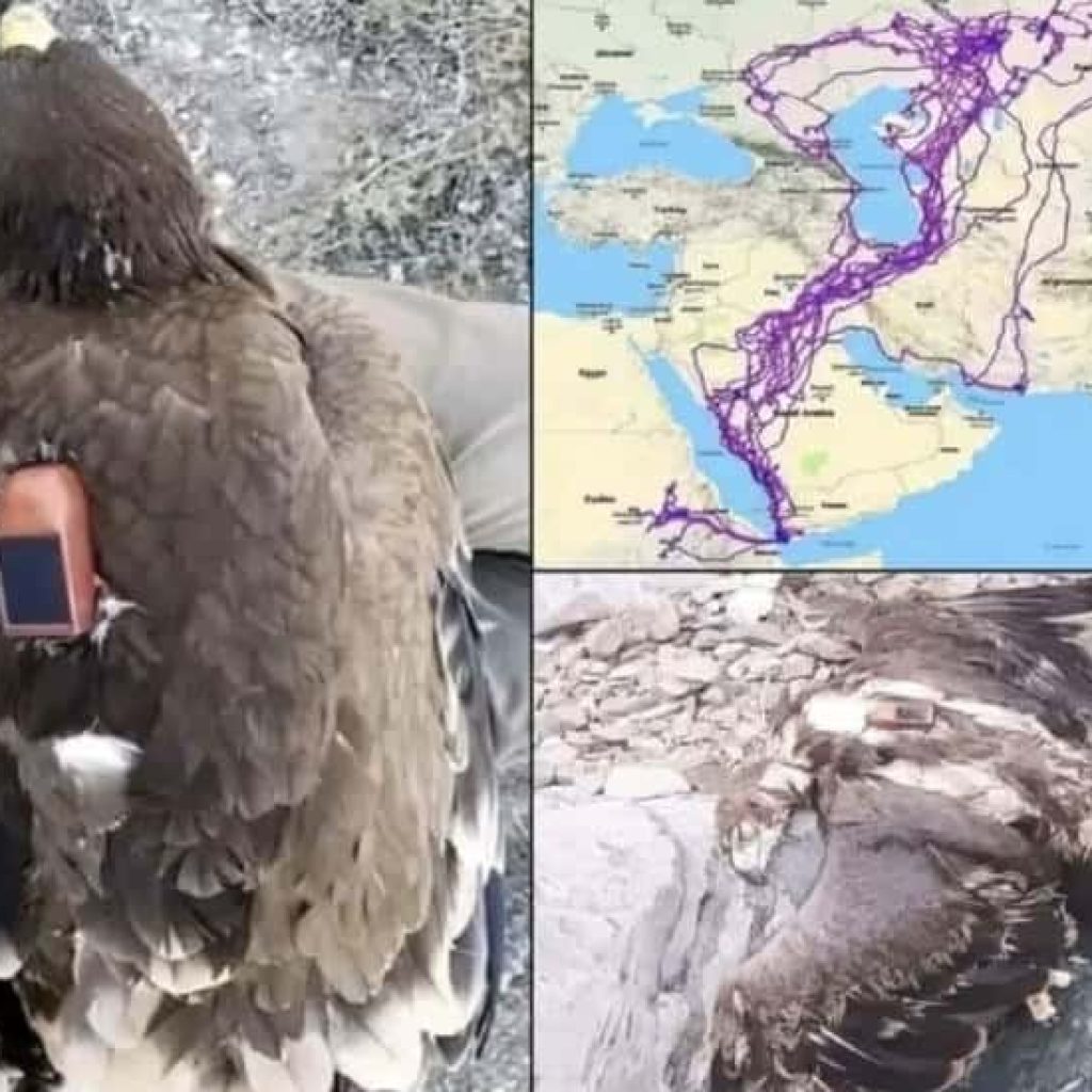 Kisah Elang 20 Tahun Terbang Tanpa Menyentuh Laut