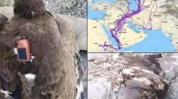 Kisah Elang 20 Tahun Terbang Tanpa Menyentuh Laut