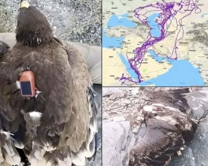 Kisah Elang 20 Tahun Terbang Tanpa Menyentuh Laut