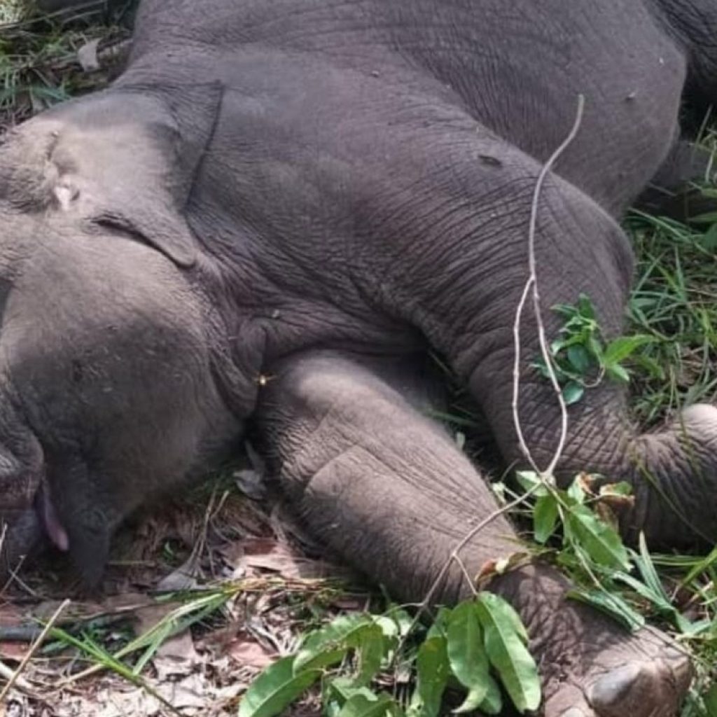 Misteri Kematian Tragis Tari, Anak Gajah Kehormatan Riau yang Menghebohkan Dunia Konservasi