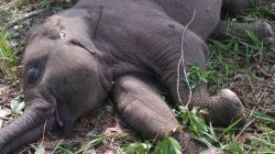 Misteri Kematian Tragis Tari, Anak Gajah Kehormatan Riau yang Menghebohkan Dunia Konservasi