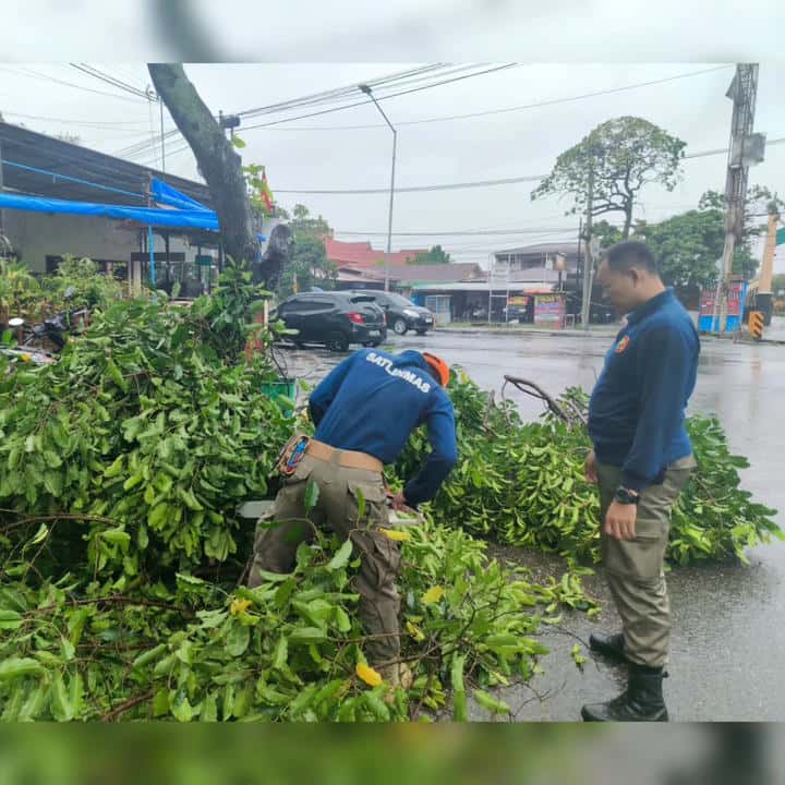 Pohon Tumbang di Jati Baru Padang Timur, Satpol PP Lakukan Evakuasi Cepat