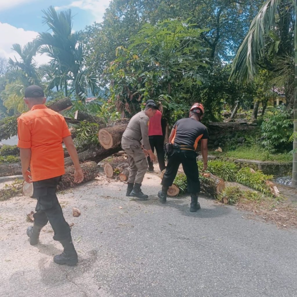 Pohon Tumbang di Pauh Padang Timpa Kabel Listrik, Akses Jalan Sempat Terganggu