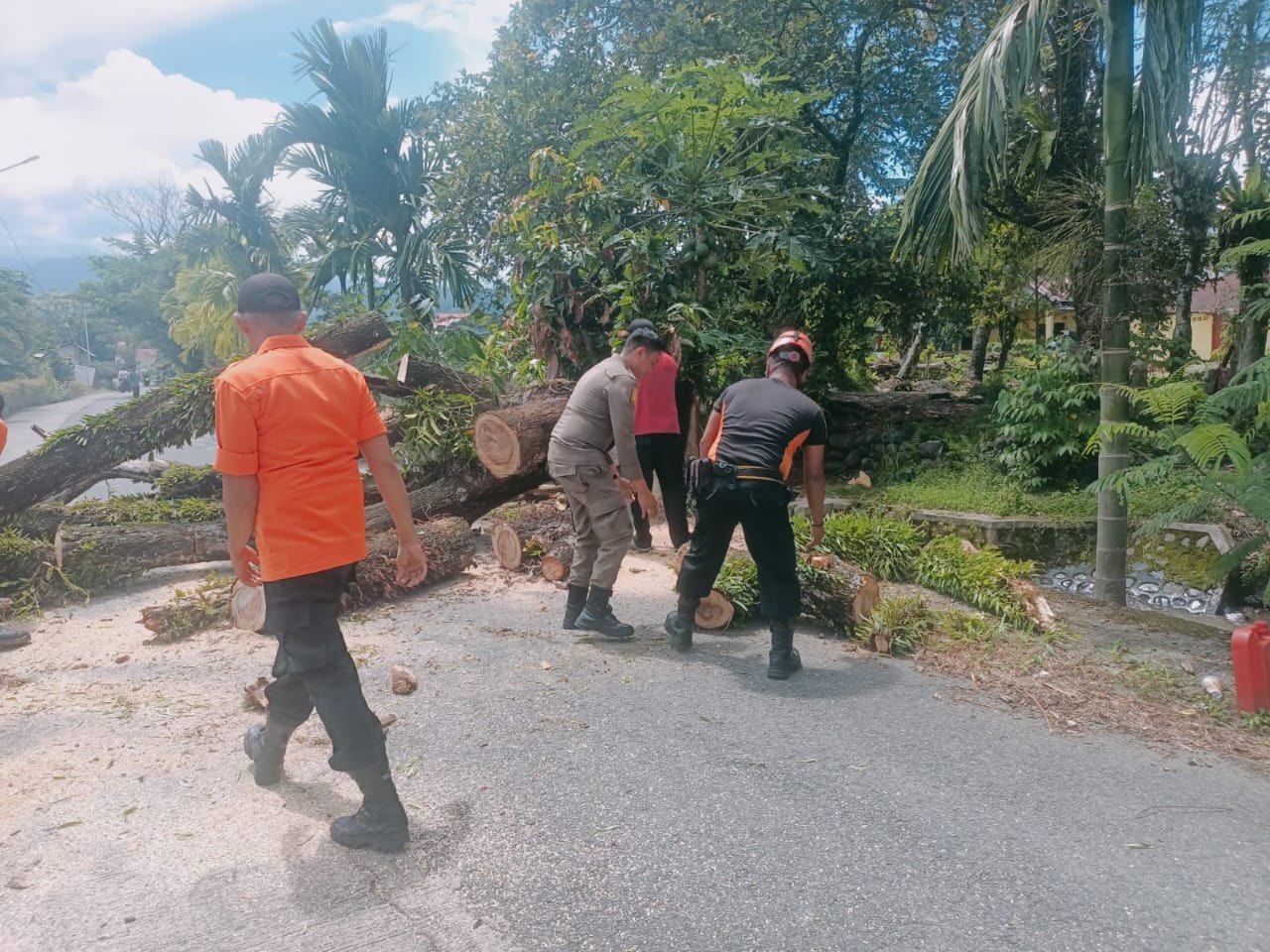 Pohon Tumbang di Pauh Padang Timpa Kabel Listrik, Akses Jalan Sempat Terganggu