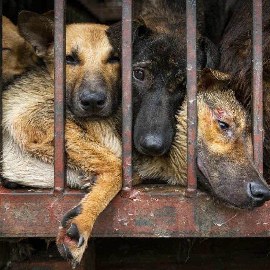 DFI Desak Penghentian Perdagangan Daging Anjing di Pekanbaru: Ancaman Rabies Mengintai