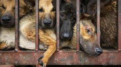 DFI Desak Penghentian Perdagangan Daging Anjing di Pekanbaru: Ancaman Rabies Mengintai