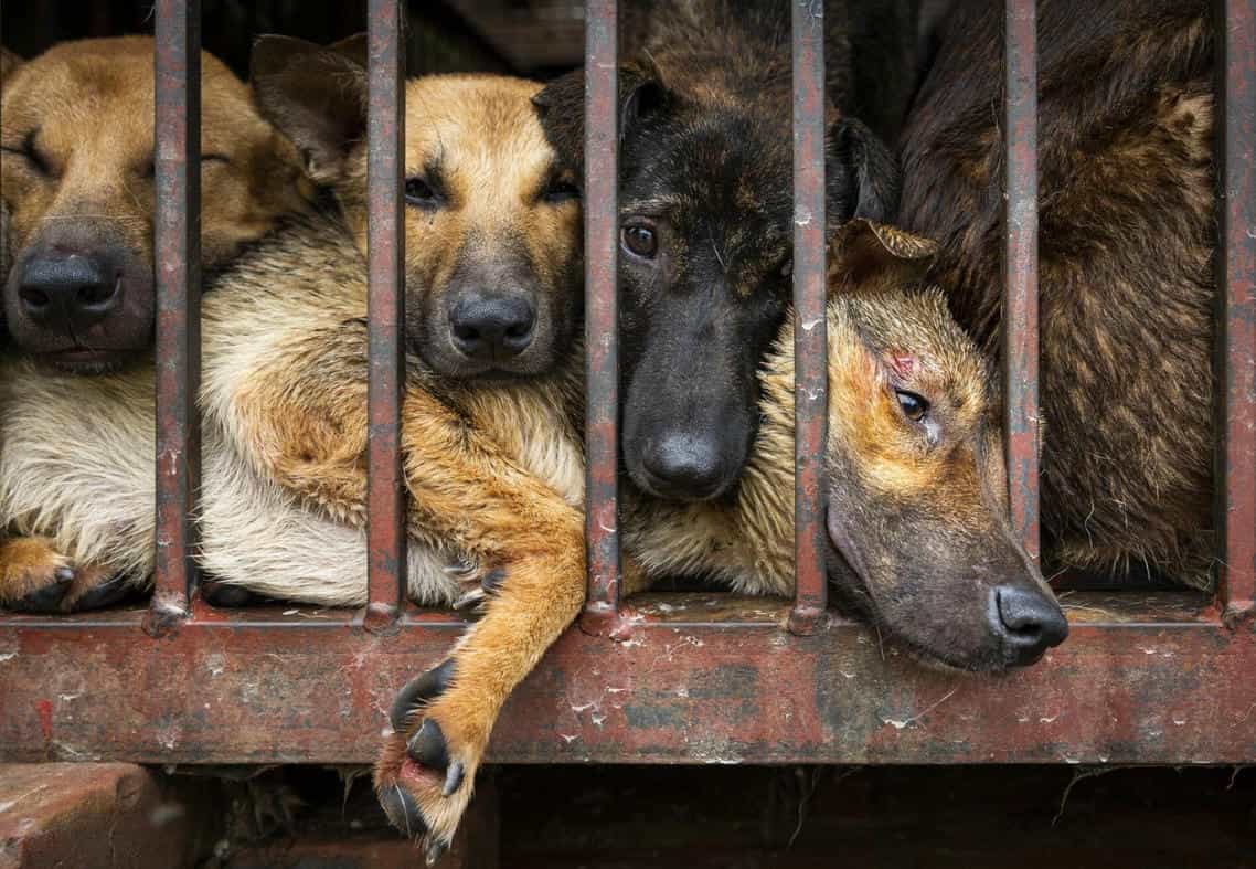 DFI Desak Penghentian Perdagangan Daging Anjing di Pekanbaru: Ancaman Rabies Mengintai