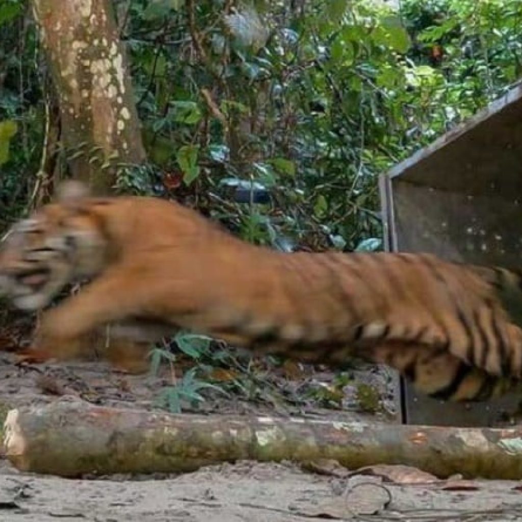 Harimau Sumatera Terkam Ayah dan Anak di Solok Selatan, Warga Diimbau Waspada