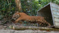 Harimau Sumatera Terkam Ayah dan Anak di Solok Selatan, Warga Diimbau Waspada