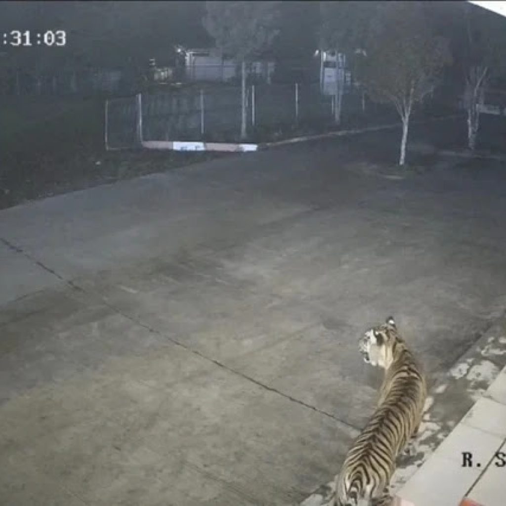 Anak Harimau Sumatera Tersesat Masuk Kompleks Kantor BRIN di Sumbar Gegerkan Warga