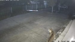 Anak Harimau Sumatera Tersesat Masuk Kompleks Kantor BRIN di Sumbar Gegerkan Warga