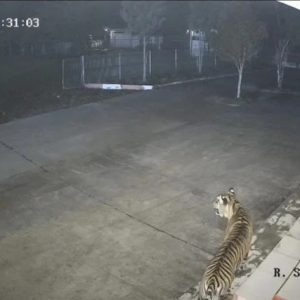 Anak Harimau Sumatera Tersesat Masuk Kompleks Kantor BRIN di Sumbar Gegerkan Warga