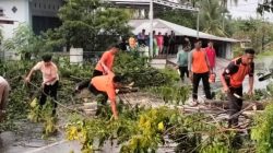 Jalur Padang-Painan Lumpuh Akibat Pohon Tumbang Diterpa Angin Kencang, Akses Kembali Lancar Berkat BPBD
