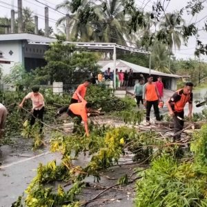 Jalur Padang-Painan Lumpuh Akibat Pohon Tumbang Diterpa Angin Kencang, Akses Kembali Lancar Berkat BPBD