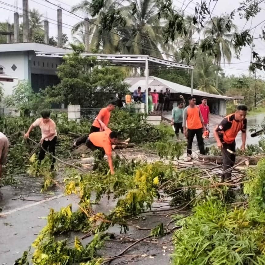 Jalur Padang-Painan Lumpuh Akibat Pohon Tumbang Diterpa Angin Kencang, Akses Kembali Lancar Berkat BPBD