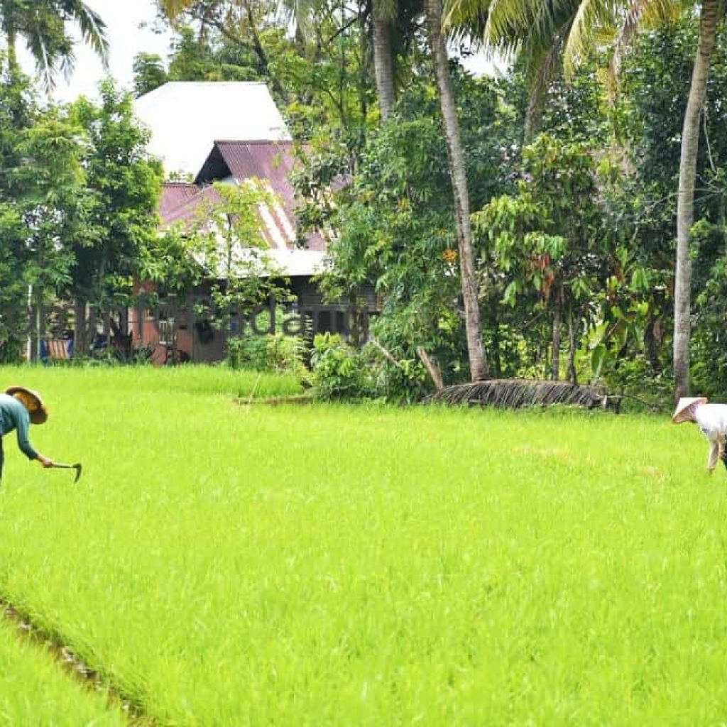 Transformasi Pertanian Padang: Proyek JIAT Akhiri Kekeringan dan Jamin Swasembada Pangan