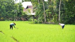 Transformasi Pertanian Padang: Proyek JIAT Akhiri Kekeringan dan Jamin Swasembada Pangan