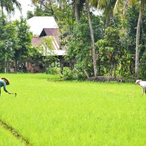 Transformasi Pertanian Padang: Proyek JIAT Akhiri Kekeringan dan Jamin Swasembada Pangan
