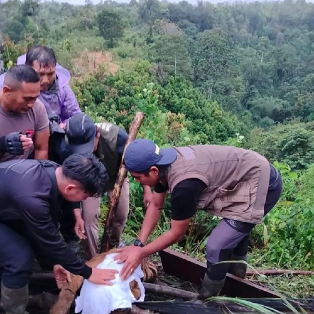 Anak Harimau Terjerat di Agam Diselamatkan Tim Gabungan BKSDA