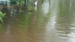 Banjir Tak Kunjung Surut di Bungo Tanjung, Warga Keluhkan Minimnya Bantuan Pemerintah – Pernyataan Kecamatan Berbeda dengan Kondisi di Lapangan