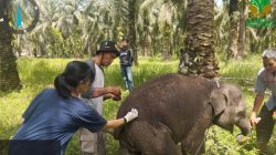 Kematian Misterius Bayi Gajah Laila di Riau