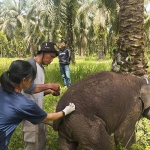 Kematian Misterius Bayi Gajah Laila di Riau