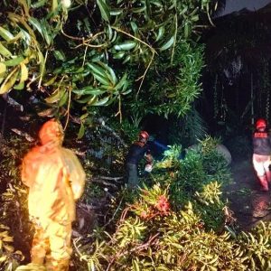 Pohon Tumbang Nanggalo Padang, Kerugian Jutaan Rupiah Akibat Badai