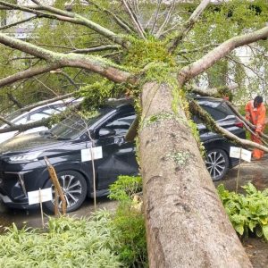 Pohon Tumbang di Hotel Mercure Padang, Timpa Dua Mobil