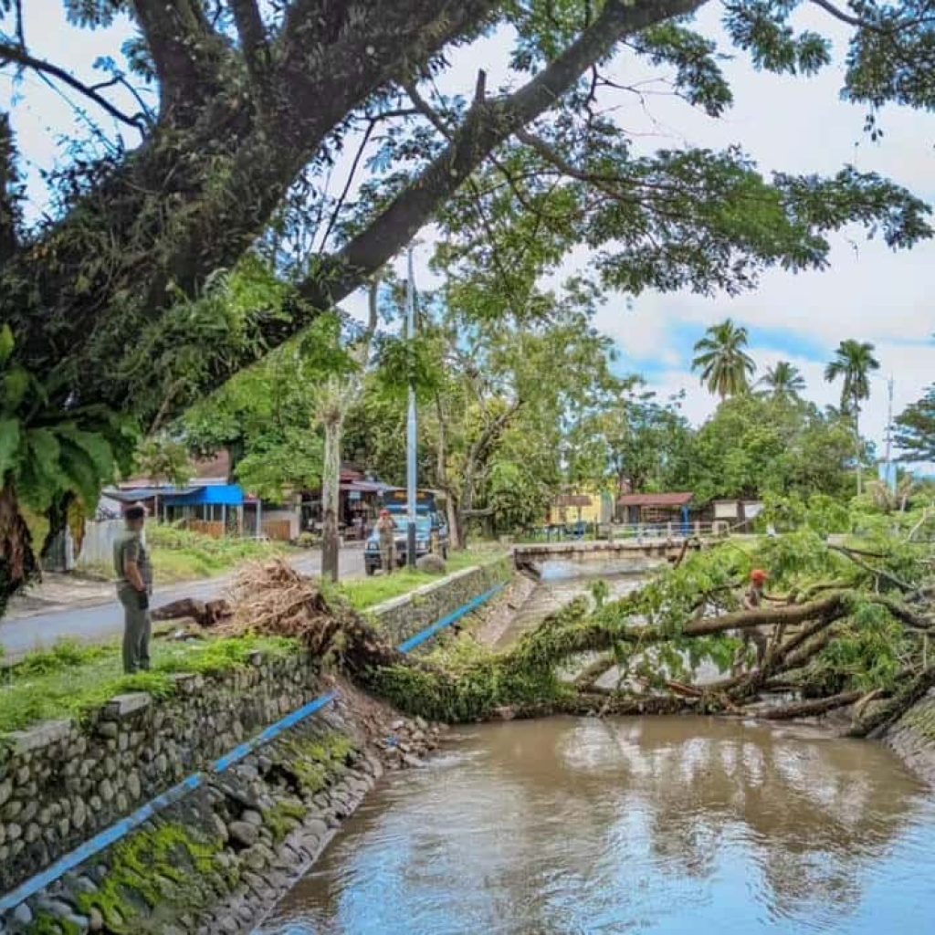 Pohon Tumbang di Padang, Satu Korban Terluka Akibat Angin Kencang