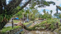 Pohon Tumbang di Padang, Satu Korban Terluka Akibat Angin Kencang
