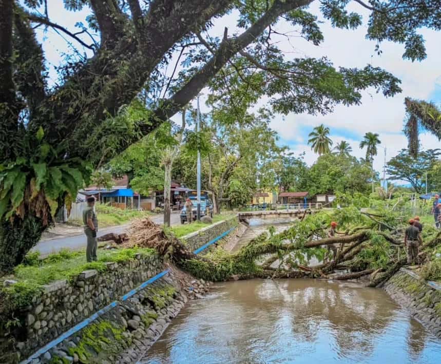 Pohon Tumbang di Padang, Satu Korban Terluka Akibat Angin Kencang