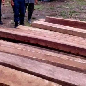 Skandal Kayu Ilegal, Polres Solok Selatan Perketat Penyelidikan Illegal Logging!