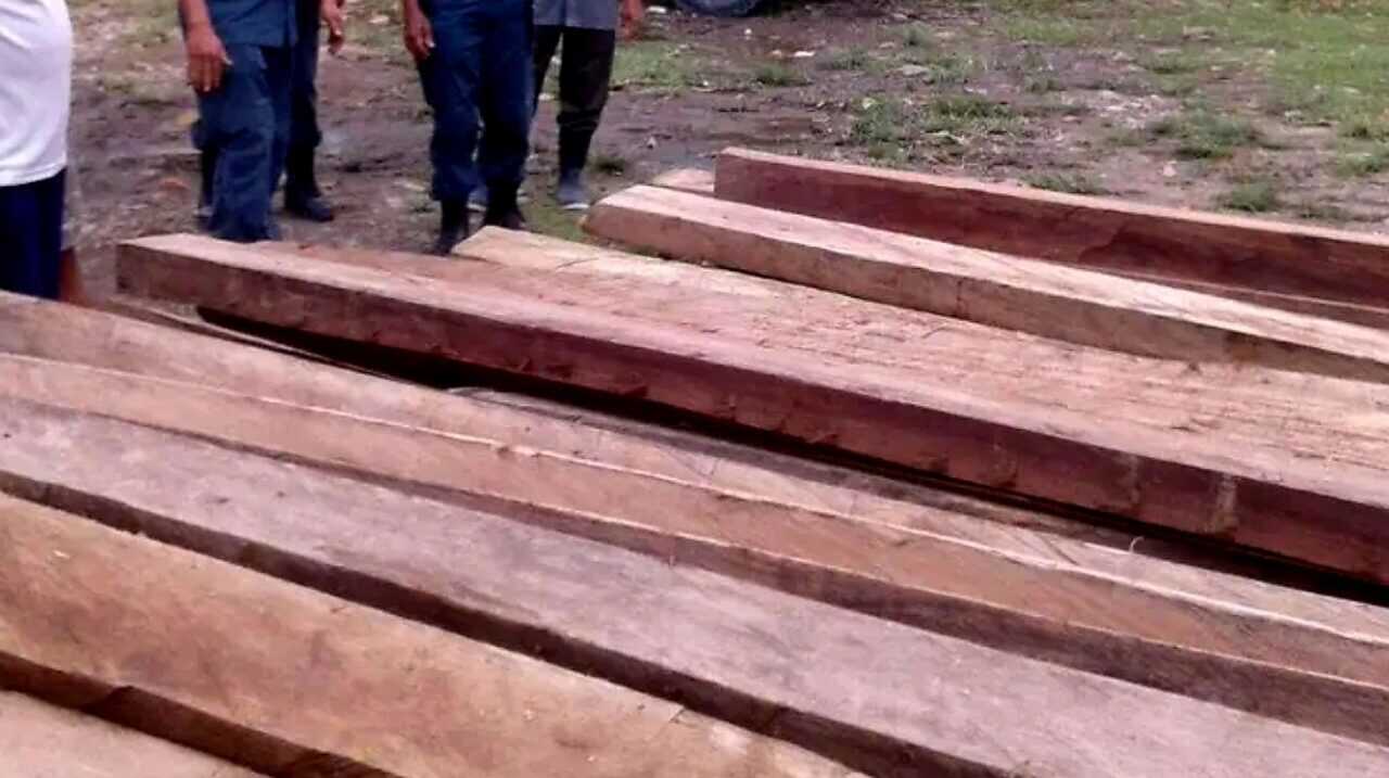 Skandal Kayu Ilegal, Polres Solok Selatan Perketat Penyelidikan Illegal Logging!