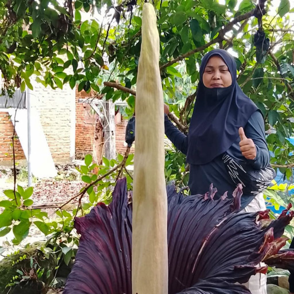 Bunga Rafflesia Raksasa Setinggi 1,5 Meter Muncul di Pekarangan Warga Agam
