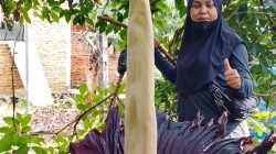 Bunga Rafflesia Raksasa Setinggi 1,5 Meter Muncul di Pekarangan Warga Agam