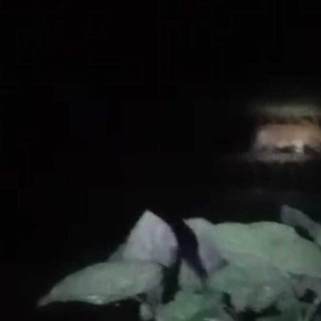 Harimau Sumatera Muncul Dekat Permukiman Warga di Solok Selatan, Aktivitas Dihentikan