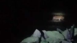 Harimau Sumatera Muncul Dekat Permukiman Warga di Solok Selatan, Aktivitas Dihentikan