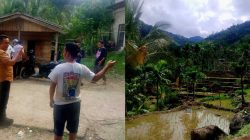 Jejak Harimau Ditemukan di KPGD Solsel Warga Diminta Waspada