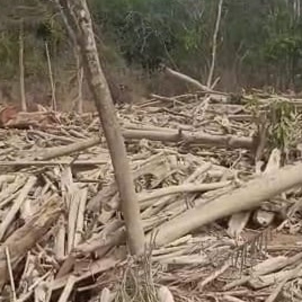 Tak Disita! Kayu Sisa Banjir Sumatera Resmi Boleh Dipakai Warga