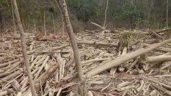 Tak Disita! Kayu Sisa Banjir Sumatera Resmi Boleh Dipakai Warga