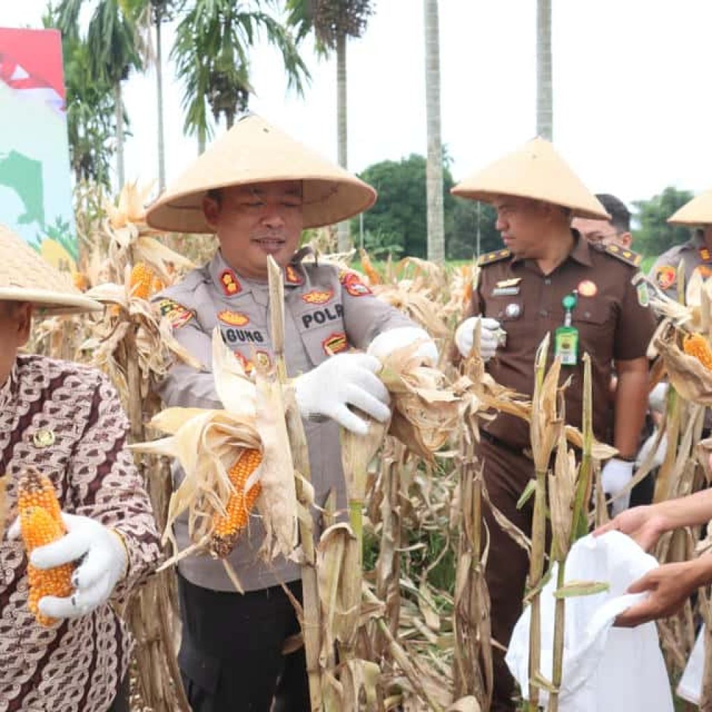 Panen Jagung Serentak Polres Pasaman Barat Dorong Swasembada Pangan 2026