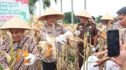 Panen Jagung Serentak Polres Pasaman Barat Dorong Swasembada Pangan 2026