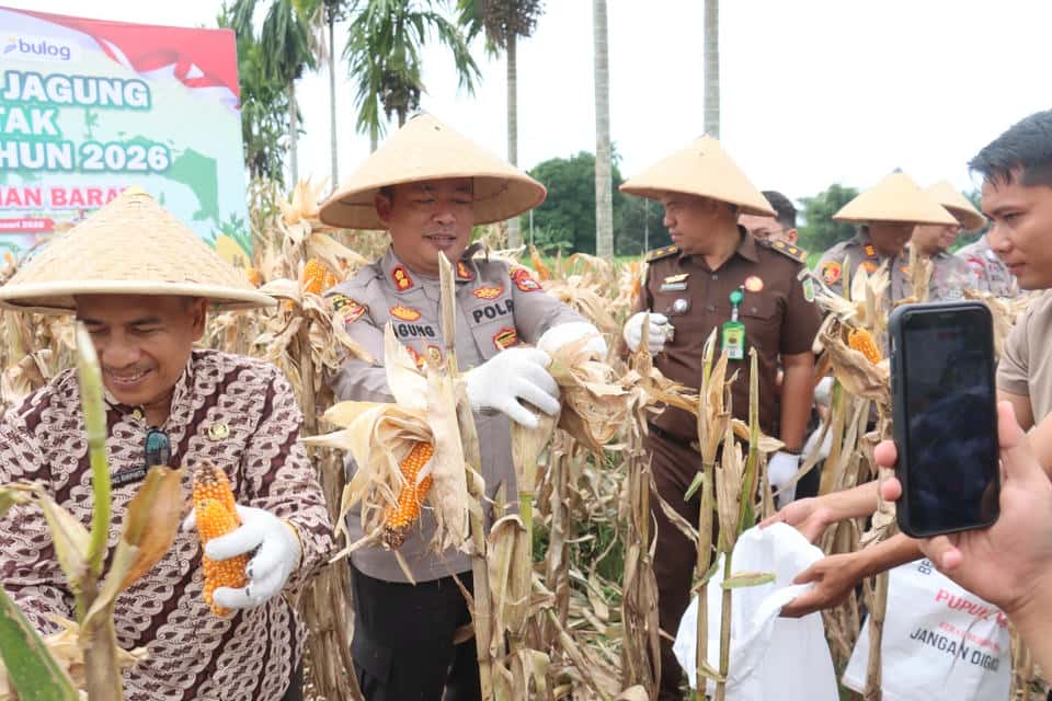 Panen Jagung Serentak Polres Pasaman Barat Dorong Swasembada Pangan 2026