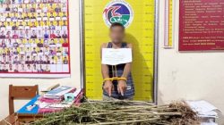 Petani Sungai Tarab Tanam Ganja 8 Bulan Polisi Temukan 42 Batang Siap Panen
