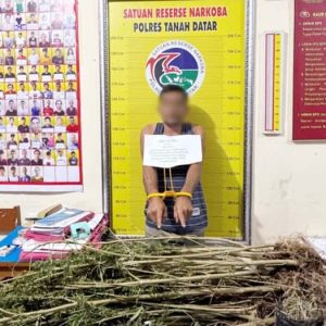 Petani Sungai Tarab Tanam Ganja 8 Bulan Polisi Temukan 42 Batang Siap Panen