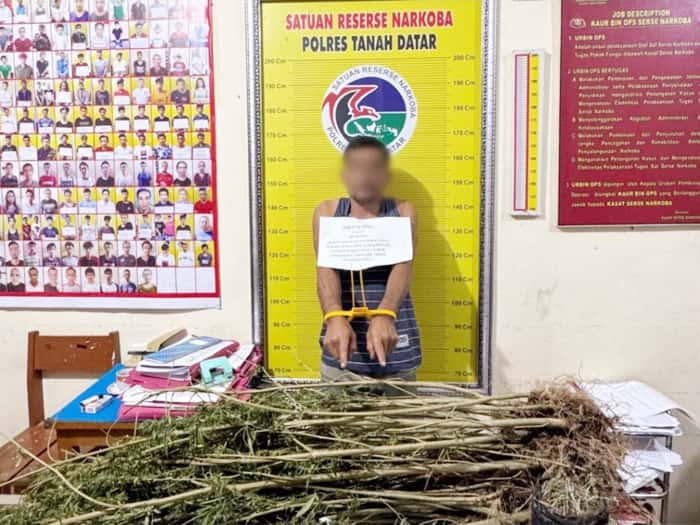 Petani Sungai Tarab Tanam Ganja 8 Bulan Polisi Temukan 42 Batang Siap Panen