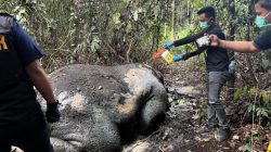 Tragis Gajah Sumatra Mati Tanpa Kepala di Konsesi PT RAPP Pelalawan