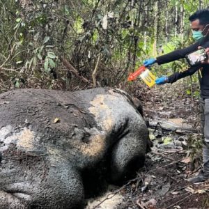 Tragis Gajah Sumatra Mati Tanpa Kepala di Konsesi PT RAPP Pelalawan