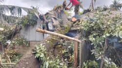 Pohon Pokat Raksasa Timpa Rumah di Pauh Akibat Cuaca Ekstrem